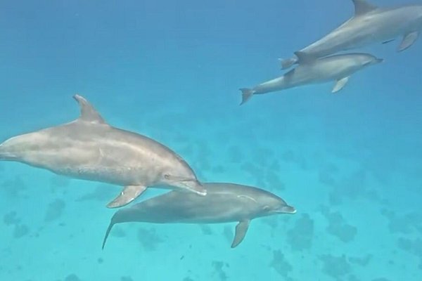 Fenix Red Sea